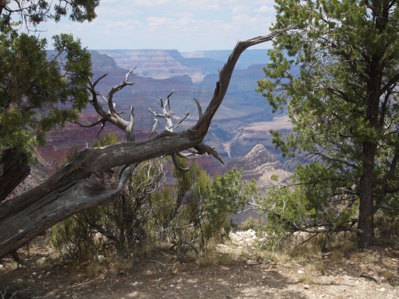 Several Feature Framed by Tree