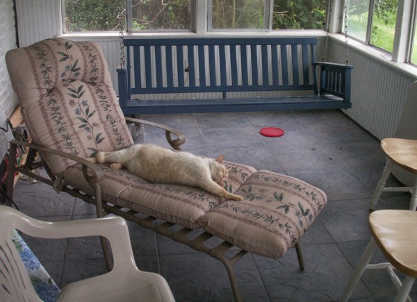 Casper on lounge chair