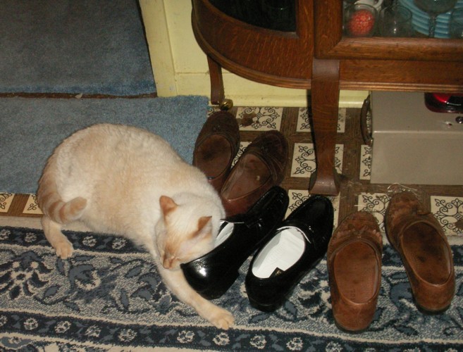 Casper likes my new shoe.