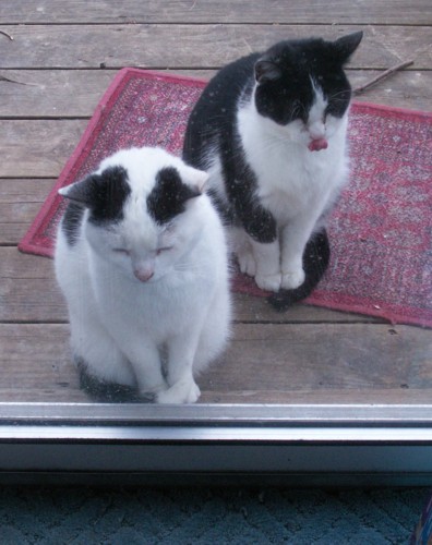 Francy's Cats
