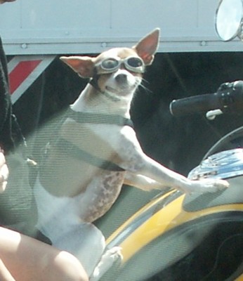 Pup