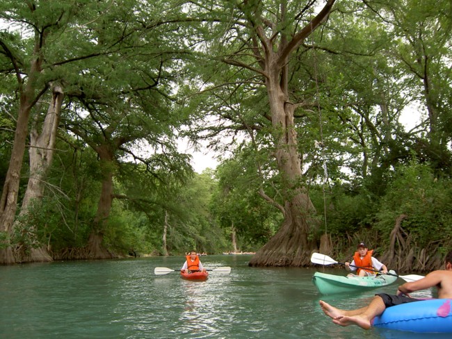 Cyprus Tree Rope Swing