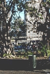 Buildings through Trees