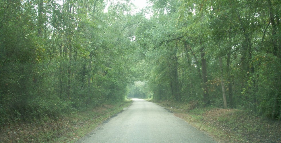Road through woods.