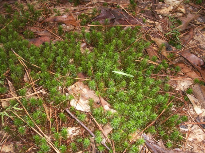 Moss or fern on the trail